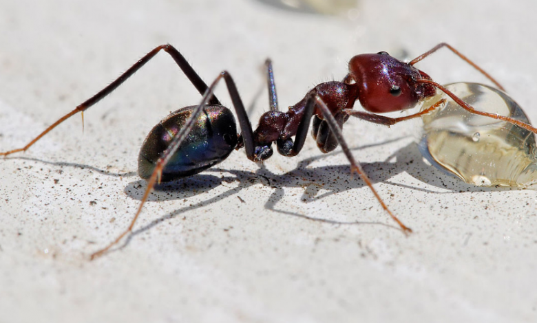 Karıncaları Evden Uzaklaştırmanın 10 İlginç Yöntemi